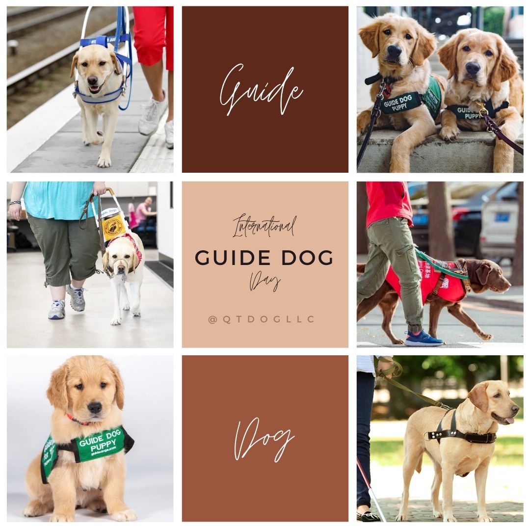 shutterfly dog collars