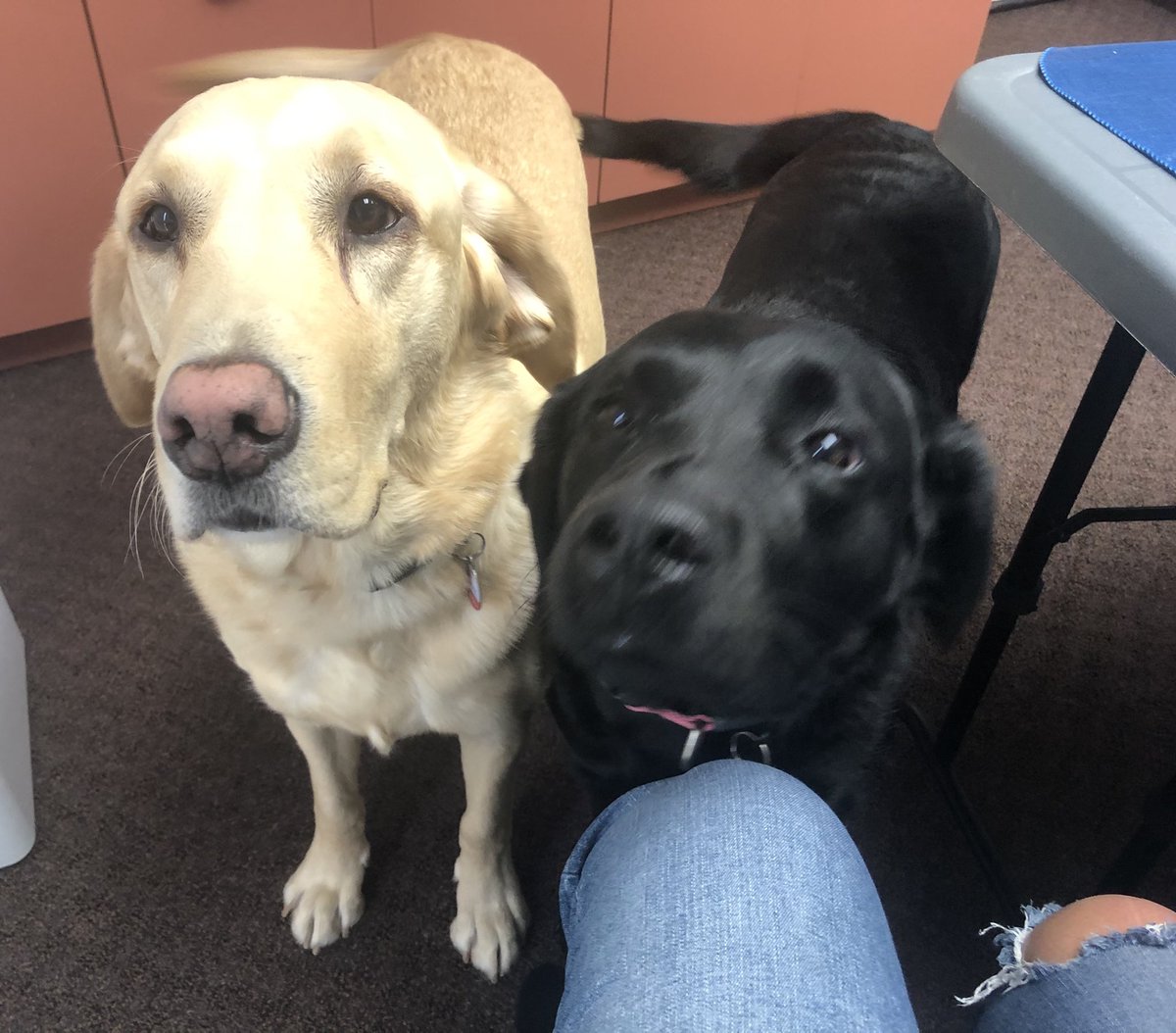 WeekendnMuskoka's tweet image. Moose and Beacon lending support. @cyacsm #InternationalGuideDogDay