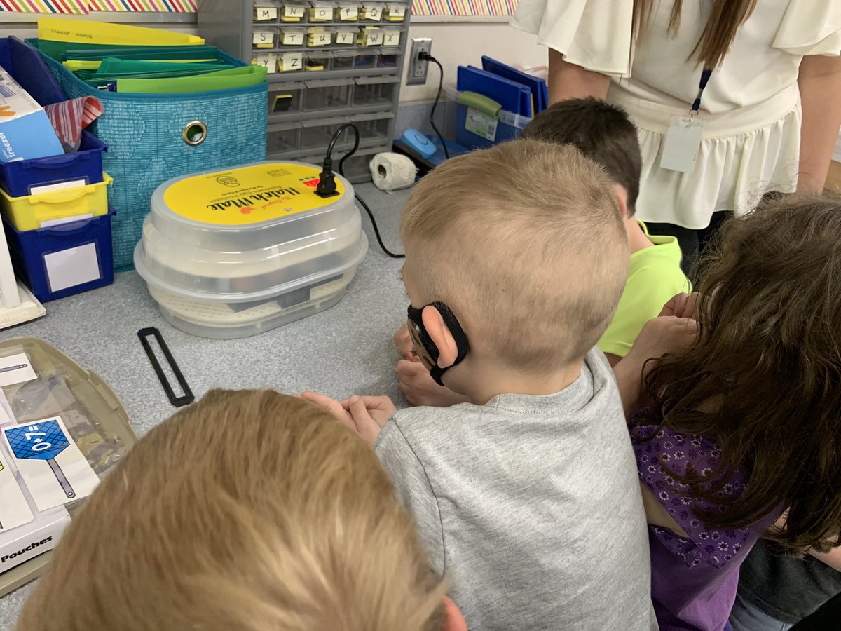 Lisa_Bradley's tweet photo. So excited!  We are baby chick parents to be!  🐤 21 days and counting! @pleasvalcsd @RHPTA https://t.co/qoKvrTNeyS