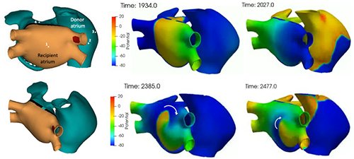 Immunological mechanisms and computational modeling of functional electrical connections between recipient and donor heart after heart transplantation @BengtHerweg @Allan1246 #AHAJournals #Epeeps ow.ly/yKF850Ez8WT