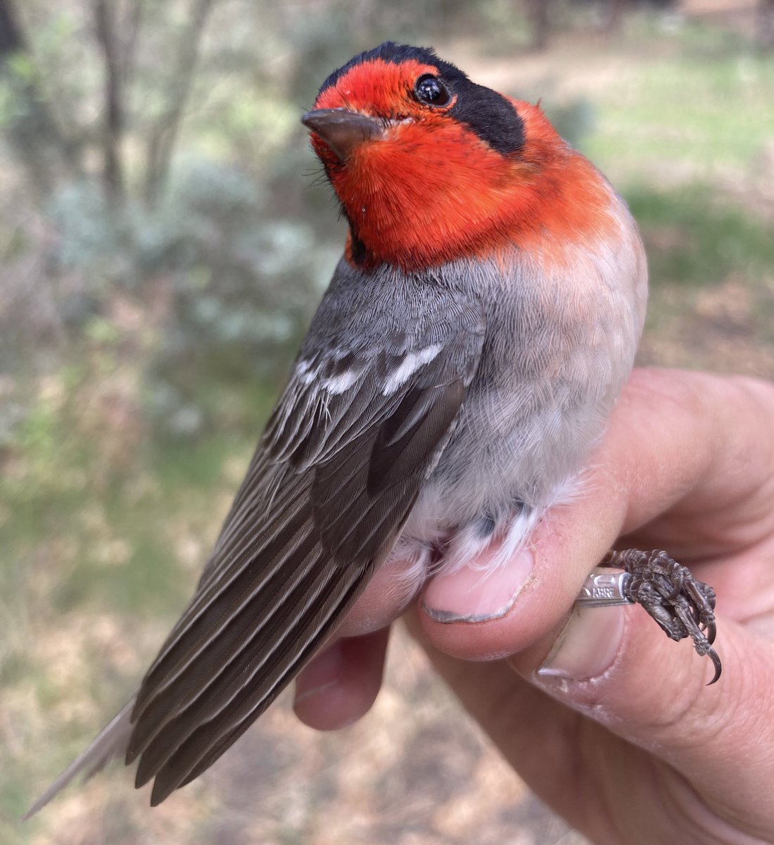 No #feathermites, but still a mitey cute Red-faced Warbler! #GilaNationalForest