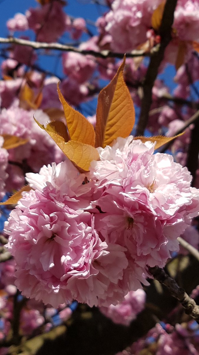 Manchmal brauche ich einfach etwas Schönes für den Kopf und die Seele. #ruhrgebiet #bochum #vonhieraus