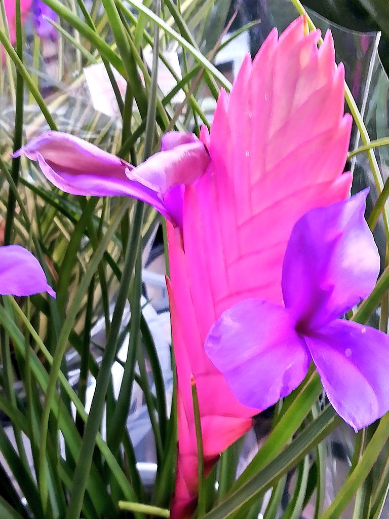 Avainsana ハナアナナス Twitterissa