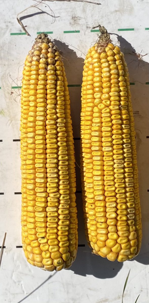 “El corto” de Stine sembrado en Noviembre con 56000 espigas/ha.