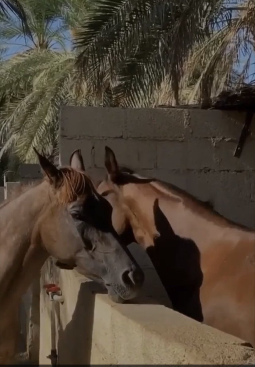 F0_Qs0's tweet image. ما بقى من جمال نظرتها عتاب
وشلون تزعل والرضا بعيونها "