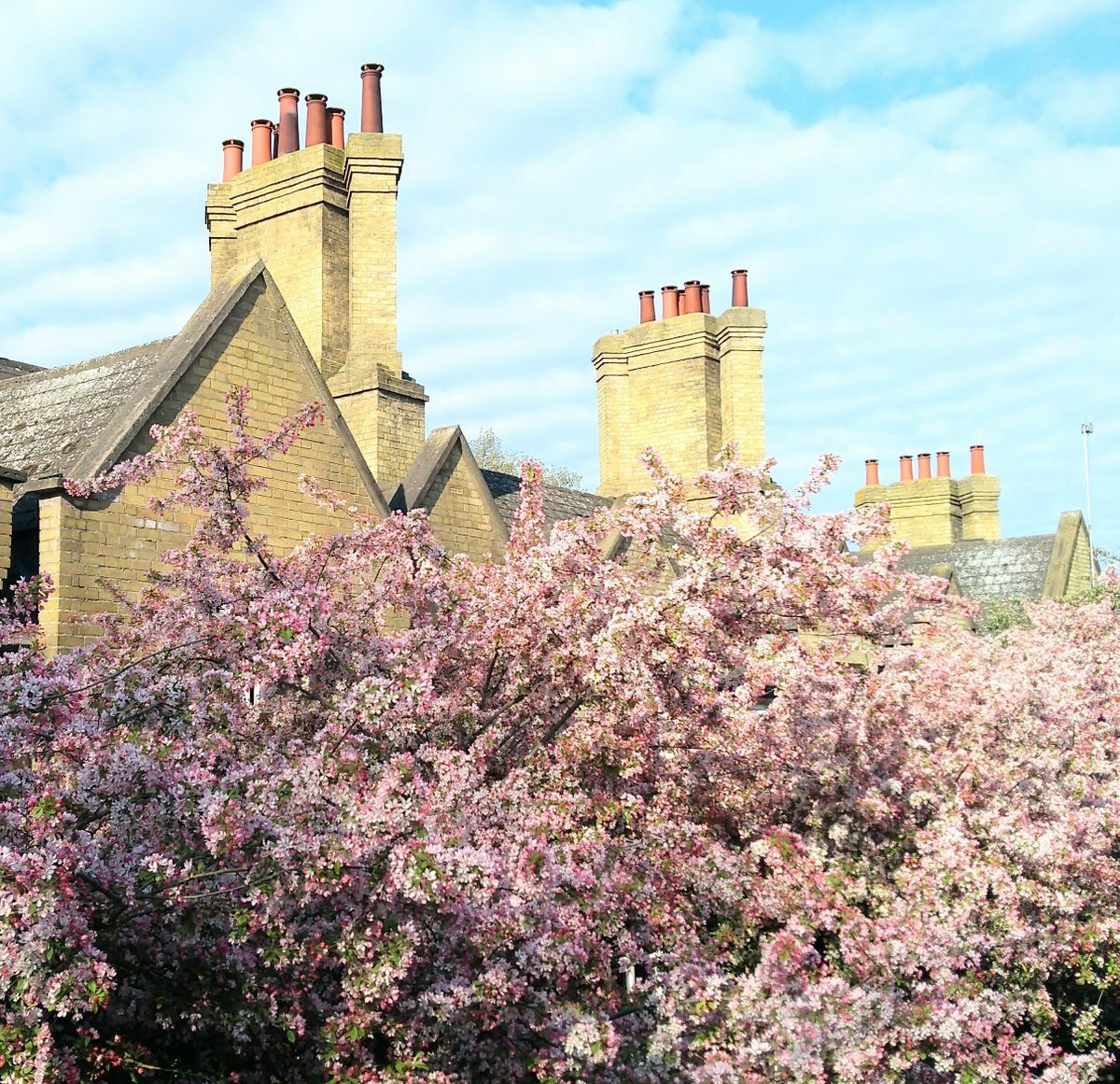 CamTrees's tweet photo. Amazing pink #blossom at Mill Road bridge right now. #BlossomWatch #Cambridge https://t.co/T3S50ouGz3