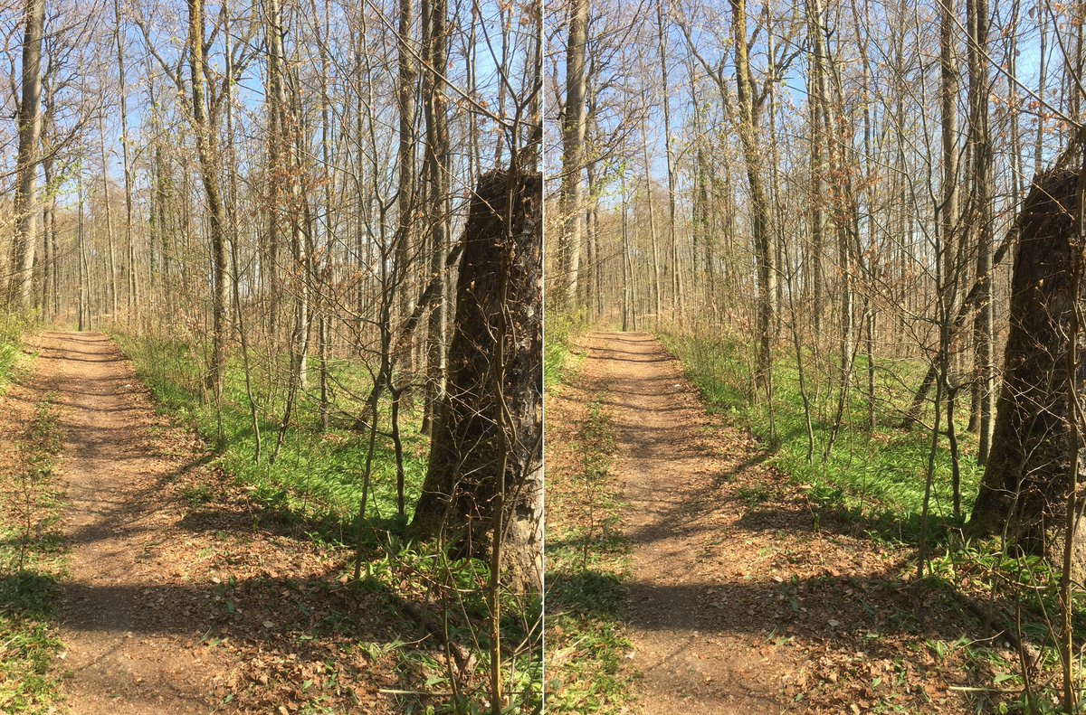  #waldszenen 20210428Browse this thread to see the same forest spot change from day to day ... Double mounts are  #3D. Read on to test this experience:  https://twitter.com/mweiss_tue/status/1373970623739879425?s=20