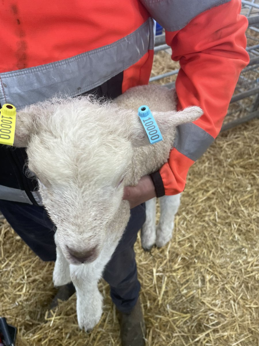 I tagged the first <a href="/DysonFarming/">Dyson Farming</a>  lamb in Glous in 2018 and today i tagged lamb number 10000! An Aberfield ewe lamb bred out of a home bred yearling. We’ve come along way and still plenty to improve on but we’re heading in the right direction! <a href="/Peter_f_Lord/">Peter Lord</a>