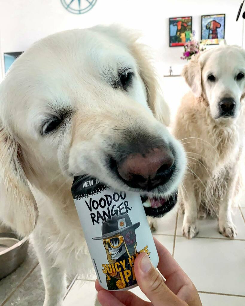 TheGoldenRatio4's tweet photo. Me: Voodoo! Check out this beer that has your name on it!

Voodoo: imma eat it 

(Thanks to the friend of the squad who sent us this very good beer btw. Also it’s for humans only, Voods!) https://t.co/aJptiGaTgL