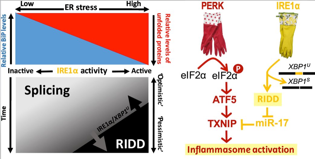 mmw_lmw's tweet photo. #Humoral_Immunity | Molecular Evaluation of Endoplasmic Reticulum Homeostasis | Eelco van Anken @SanRaffaeleMI @TrendsCellBio https://t.co/CsjUwpYBwx https://t.co/47PVXDIQMh