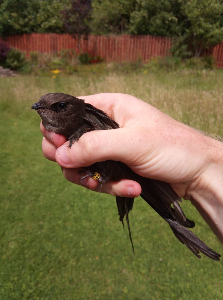 I have my Swifts ringed for identification so I can follow the dramas. Here are Swift A and D, colour ringed last year and now better known as EA and CT. It is EA who has arrived today.