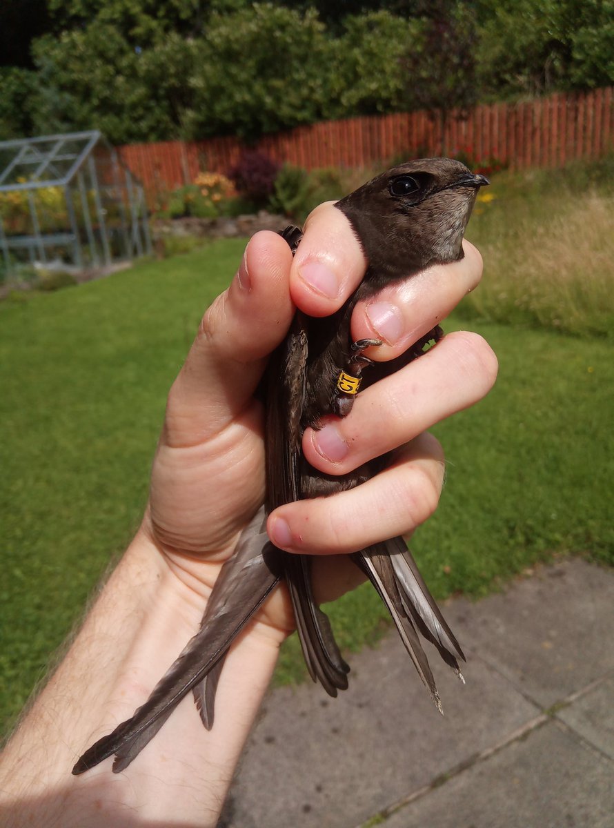 I have my Swifts ringed for identification so I can follow the dramas. Here are Swift A and D, colour ringed last year and now better known as EA and CT. It is EA who has arrived today.