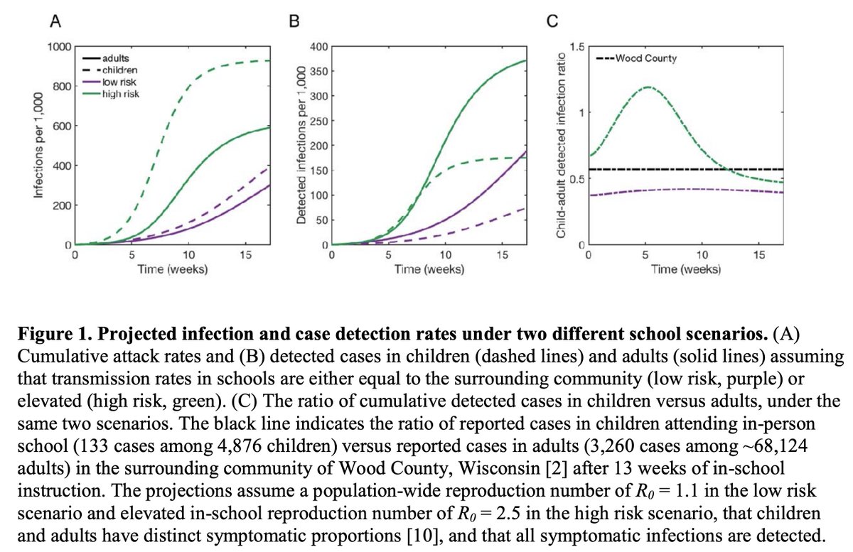 The simulations suggest that even with high infection rates among children (green lines below), the ratio of child to adult cases tends to drop to well below 1 over time, suggesting that even when schools amplify transmission, a low ration of child to adult cases may be observed.