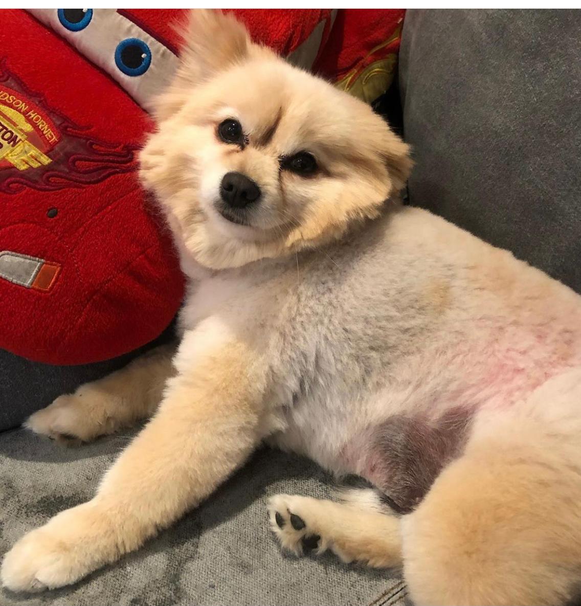 ❌❌❌❌❌❌❌❌❌❌❌
❌❌🇦 🇾 🇺 🇩 🇦 ❌❌
"Coco" está perdido, corrió por Gutiérrez Zamora, en Las Águilas, es importante por qué su humana está muy triste y hay que protegerlo.
Si lo ves,resguardarlo que van por el en seguida y por fa, regálame un RT.
❌❌❌❌❌❌❌❌❌❌❌