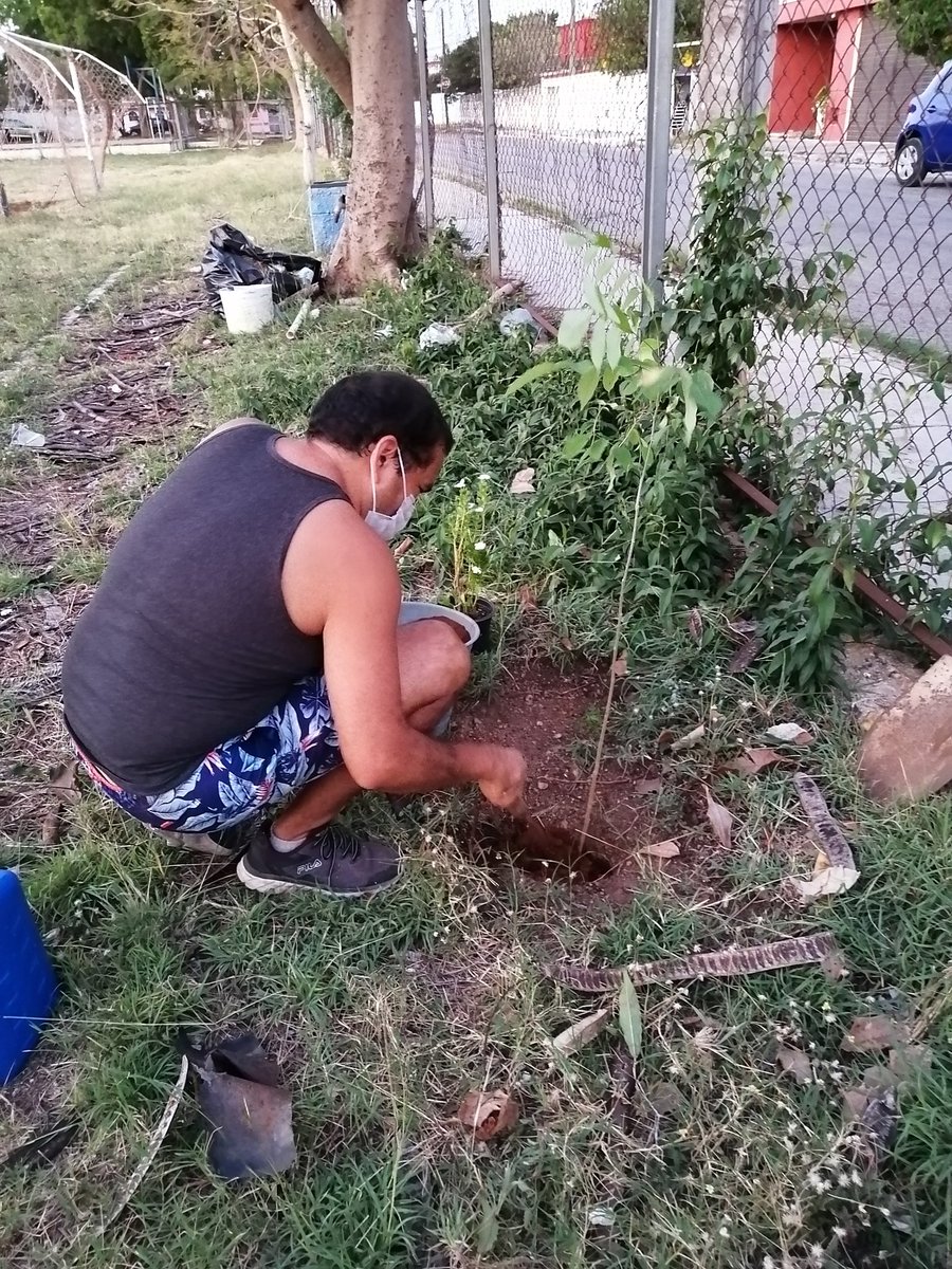 RafaelHCarrillo's tweet photo. Después de casi un mes.sin salir a sembrar hoy transplante un para de #Balche donadas por el Ayuntamiento de #Mérida.
#SiembraunArbol
#Hacenfaltaarboles
#SembrandoVida 
#Sembrandounfuturomejor https://t.co/nXfJRg3SHI