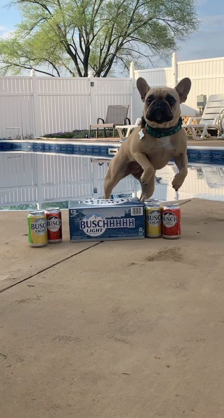 ScottLowery37's tweet image. My name is Paisley and I am an experienced taste tester of remnants of dads Busch Latte. Sometimes my human has a ruff time choosing which can of beer to drink, but I am always eager to assist. Some could say I’ve been training for a CTO position my entire life  #BuschCTOContest