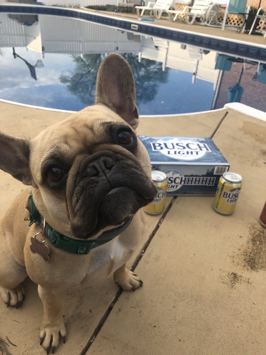 ScottLowery37's tweet image. My name is Paisley and I am an experienced taste tester of remnants of dads Busch Latte. Sometimes my human has a ruff time choosing which can of beer to drink, but I am always eager to assist. Some could say I’ve been training for a CTO position my entire life  #BuschCTOContest