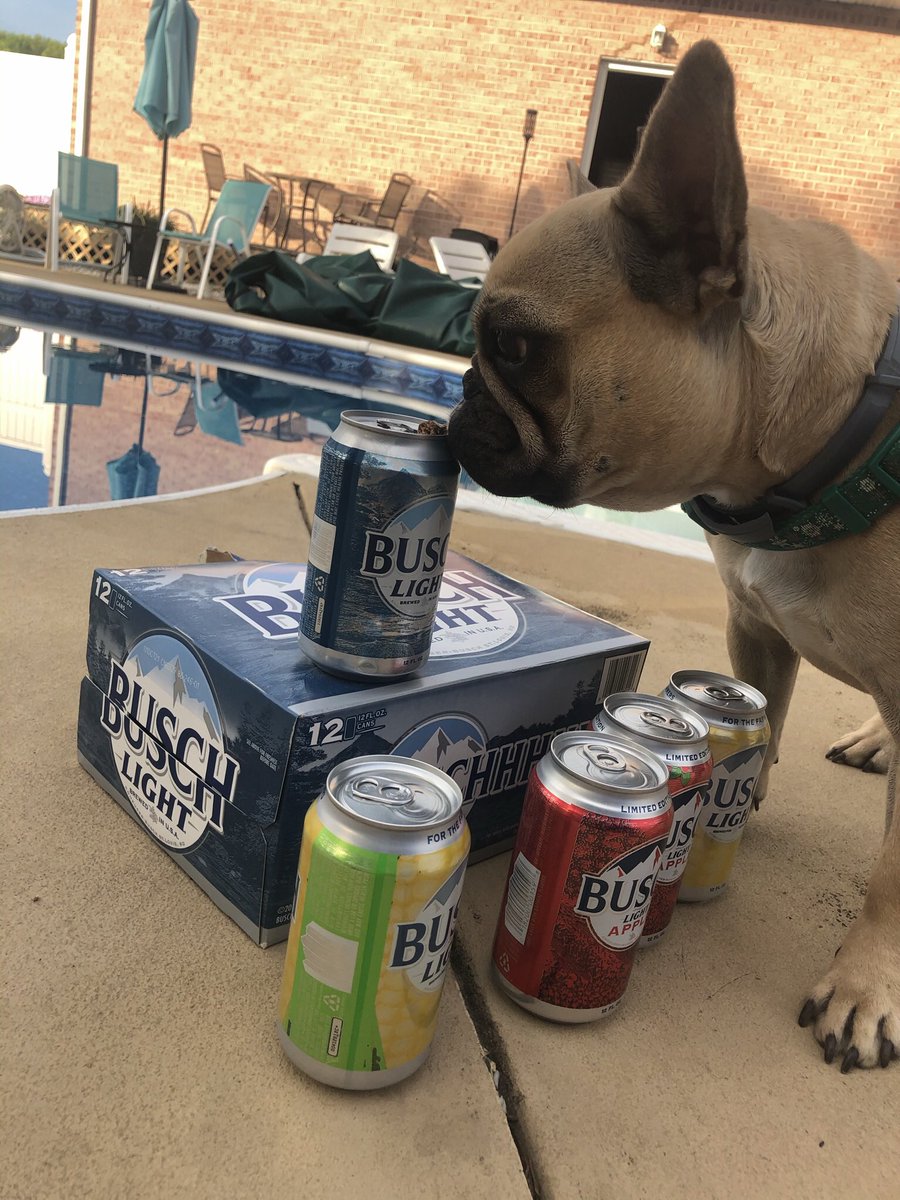 ScottLowery37's tweet image. My name is Paisley and I am an experienced taste tester of remnants of dads Busch Latte. Sometimes my human has a ruff time choosing which can of beer to drink, but I am always eager to assist. Some could say I’ve been training for a CTO position my entire life  #BuschCTOContest