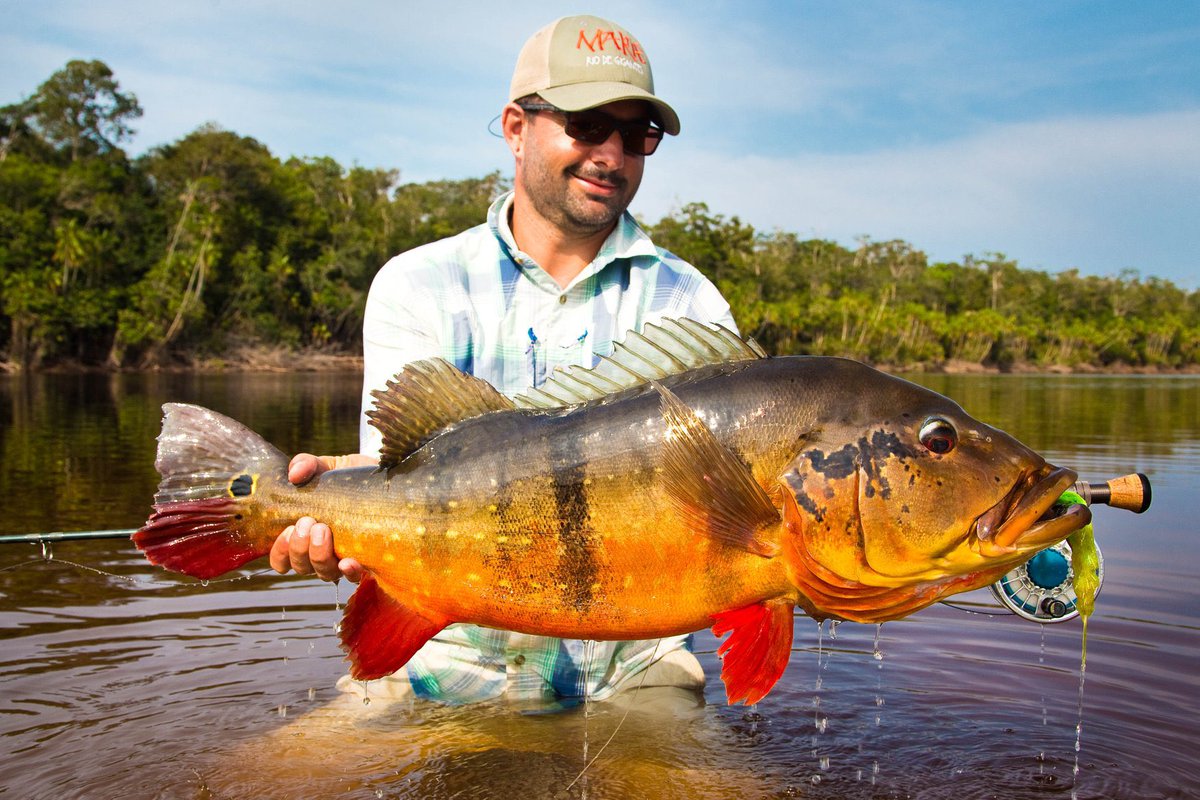 Imagine the battle with a fish like this on a fly rod!
This colorful giant attacked a streamer in clear water. This is why anglers travel great distances to take on the peacock bass of the Rio Marie.

#flyfishing #flyfish #peacockbassonfly #peacockbass #untamedangling #riomarié