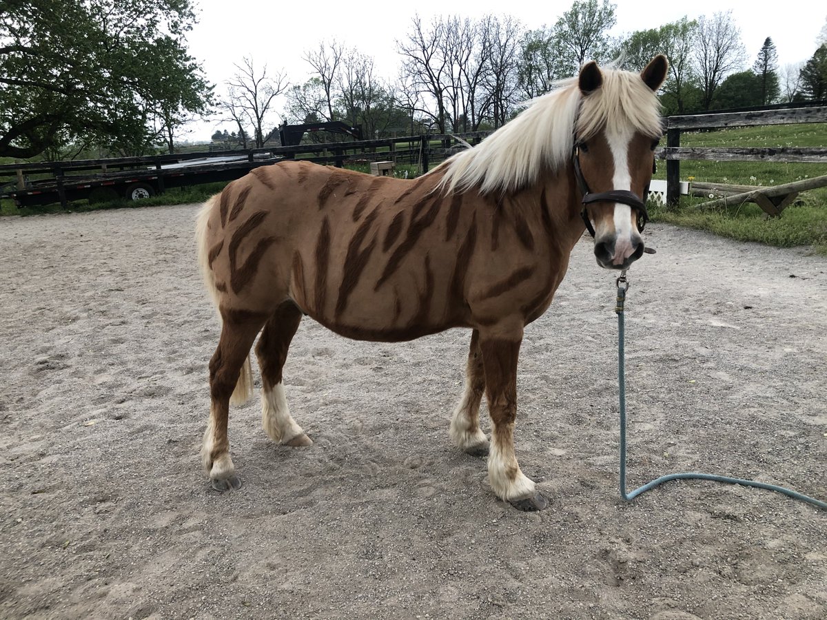 Pumpkin Spicy Pony Wrangler tweet media