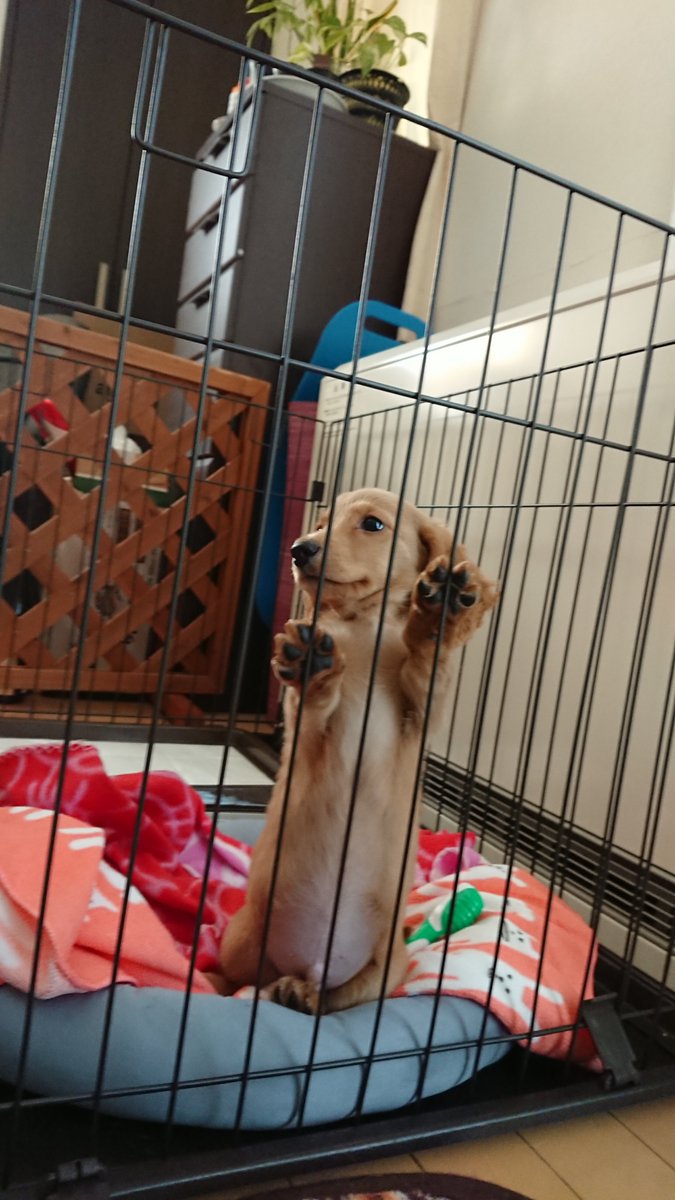 Mダックスゴールド 空丸 tweet media