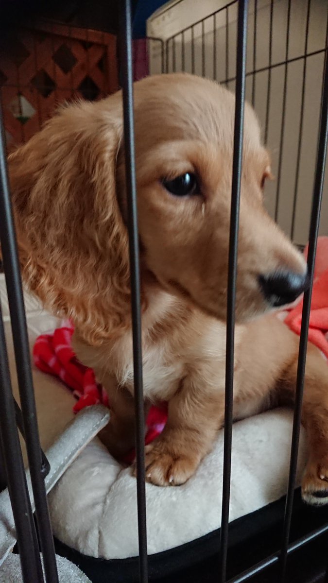 Mダックスゴールド 空丸 tweet media