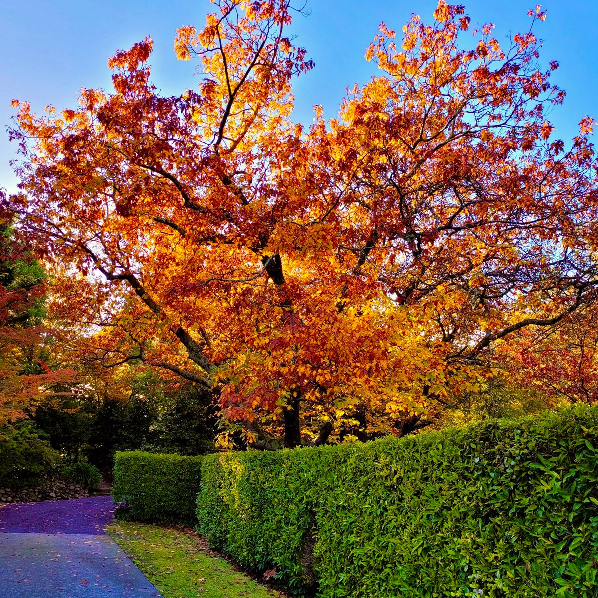 Beautiful autumn leaves of Stirling...
.
.
.
#thestirls #thestirling #visitadelaidehills #visitsouthaustralia #autumn #autumn🍁 #autumnleaves #stirling #food #adelaidehills #adelaidehillswine #views