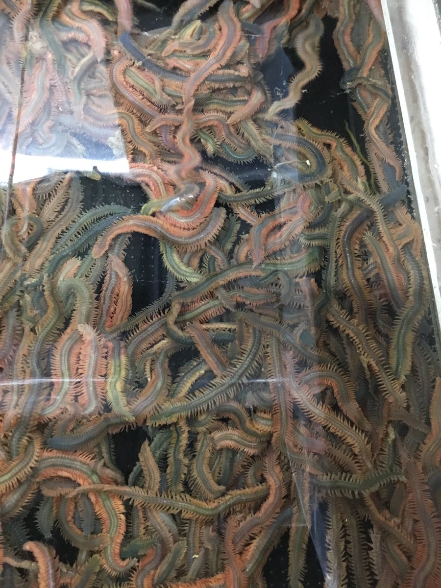 釣りエサ 釣りエサ