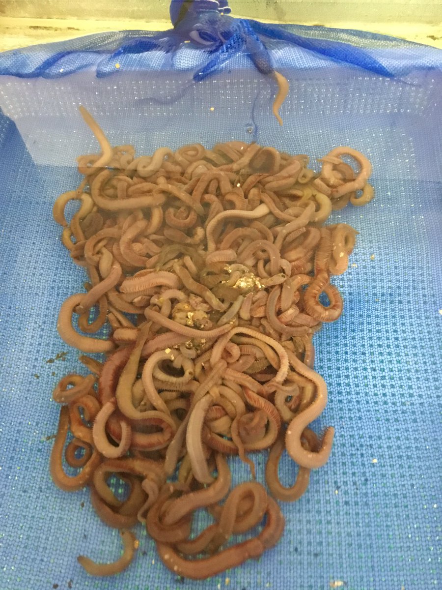 釣りエサ 釣りエサ
