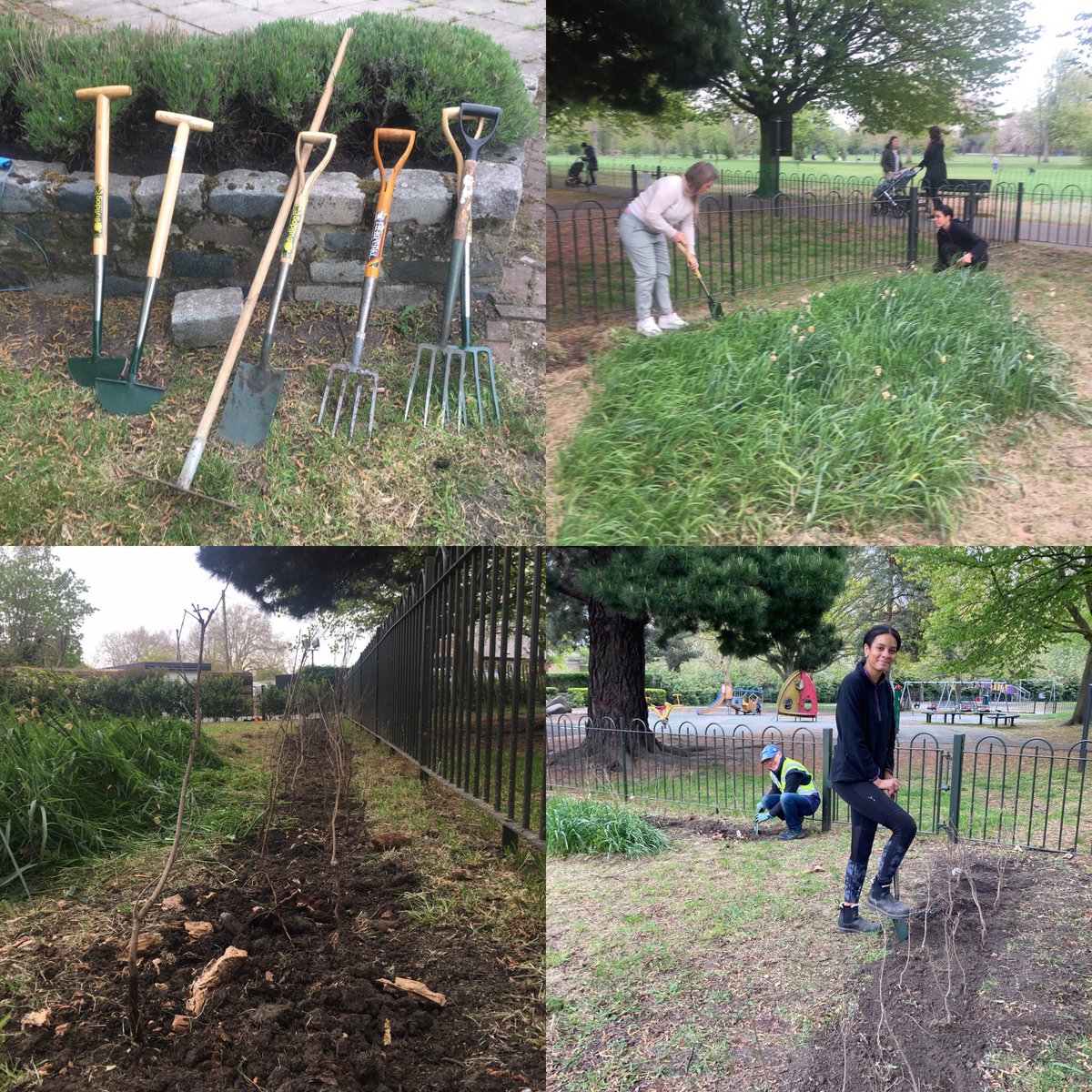 Lost track of how many trees we’ve planted in our anniversary year. But here’s another 90 going in today - oak whips, next to the wildflower garden recently planted with help from <a href="/EnableParks/">Enable Parks Wandsworth</a>. The pink campions are already showing👏🏻👏🏻. Today’s bit of rain will help.