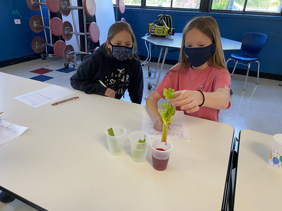 MsMcArthur_MPMS's tweet image. Scientists 👩‍🔬 👨🏽‍🔬 hard at work today examining plant structures that help them transport nutrients. What #bodysystem could these structures be similar to in the human body? Stay tuned to find out tomorrow! @HESSPLASH #science