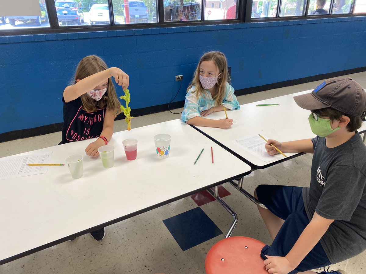 MsMcArthur_MPMS's tweet image. Scientists 👩‍🔬 👨🏽‍🔬 hard at work today examining plant structures that help them transport nutrients. What #bodysystem could these structures be similar to in the human body? Stay tuned to find out tomorrow! @HESSPLASH #science