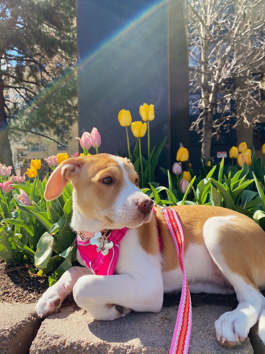 mxyrxv's tweet image. 💛🌷 her ears are so dorky lul 💛🌷