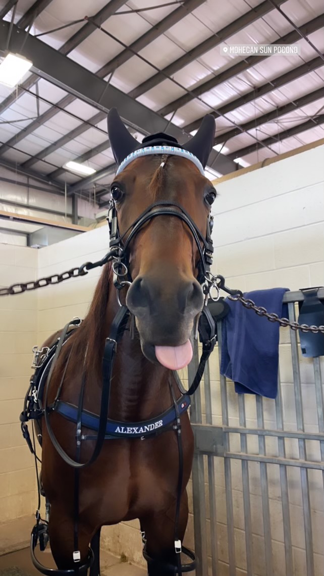 talexstable's tweet photo. Someone was pleased to be back to work this morning @DRFHarness @eedoogie @NYSireStakes #AmericanCourage #theAteam #justthebegining https://t.co/uwhkSA8Yrf