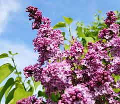 NEsciWriters's tweet photo. Join your fellow New England Science Writers for a guided VIRTUAL spring tour of the Arnold Arboretum on Tuesday afternoon, May 18, from 1-2pm. Space is limited to 50 “walkers,” so check your email for a message from NESW to RSVP. https://t.co/t0S4HZOmIs