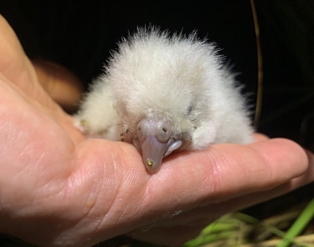 takapodigs's tweet photo. Want to be part of helping grow the #kakapo population? We’re anticipating breeding next year (first time since 2019), so are recruiting three field rangers in island-based roles on 1 year contracts. See https://t.co/tTai9OpLJM #conservation #jobs https://t.co/fOt4HUI1W9