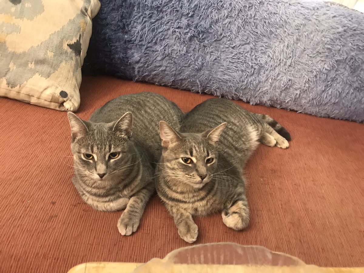 LeafLee6's tweet photo. #twins #CatsOfTwitter #kittens #tabby #greenPets #leftyCats https://t.co/e9sHGdXsU7