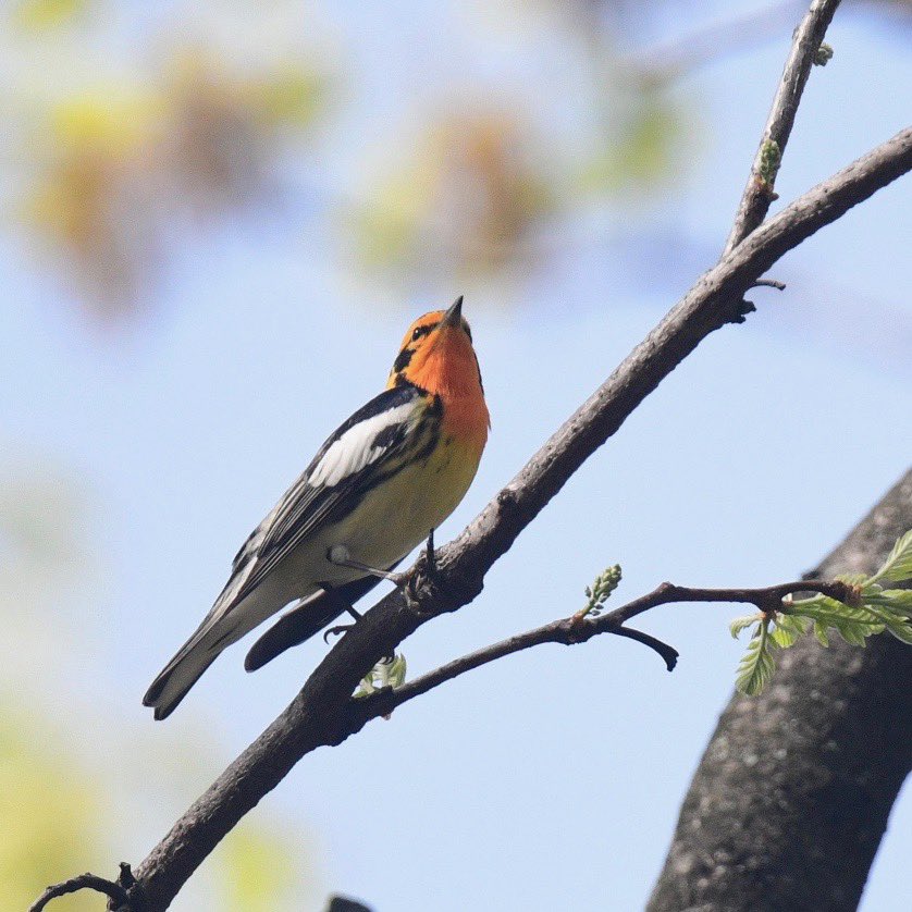 Blackburnian Warbler on Fire! 🔥@CentralParkNYC #birds #birdphotography