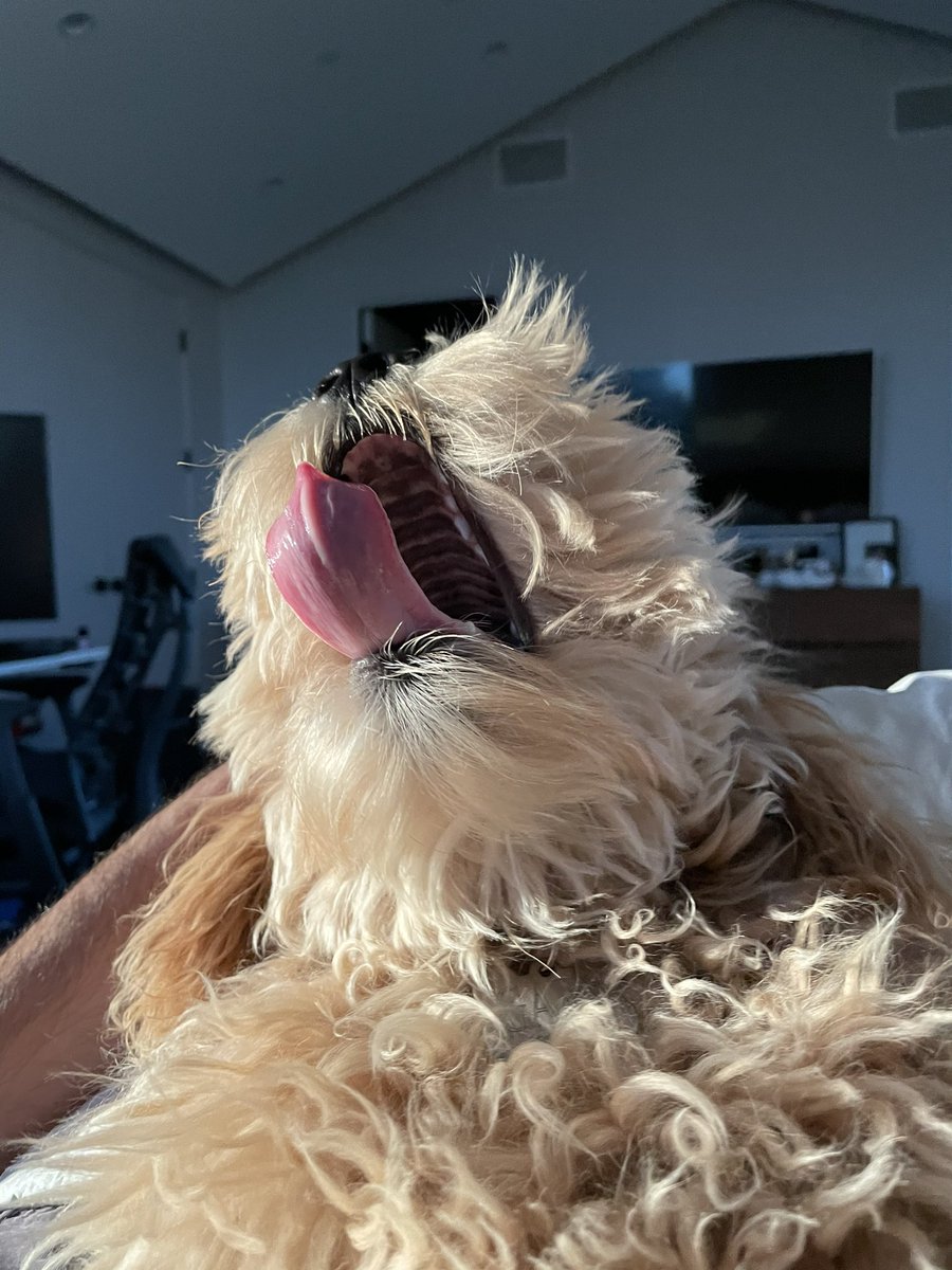 Nadeshot's tweet image. A yawn presented in 4 photos.