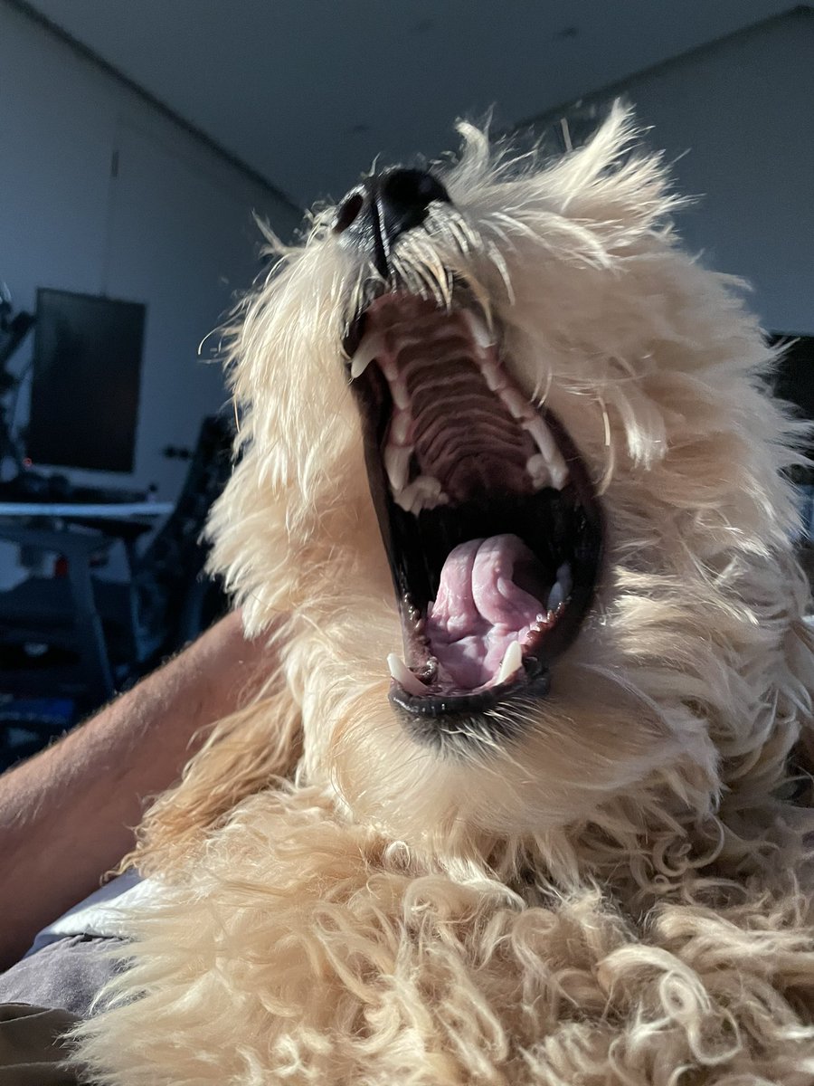 Nadeshot's tweet image. A yawn presented in 4 photos.