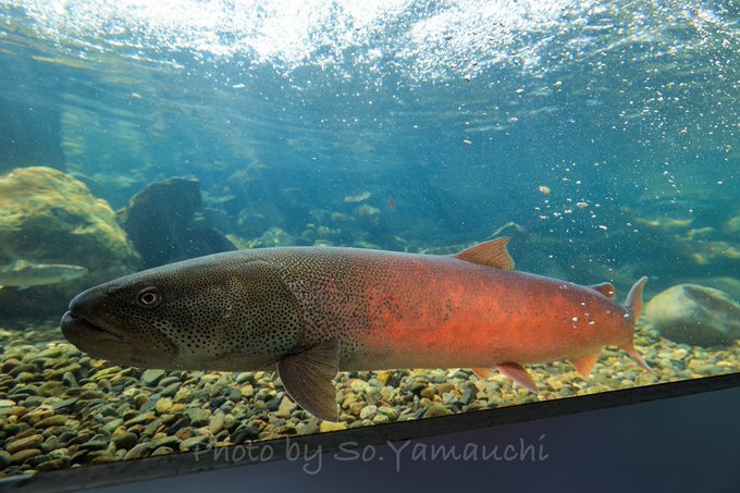 これぞ究極の 幻の魚 今の時期しか見られない 真っ赤に染まった イトウ の姿に反響 全文表示 Jタウンネット