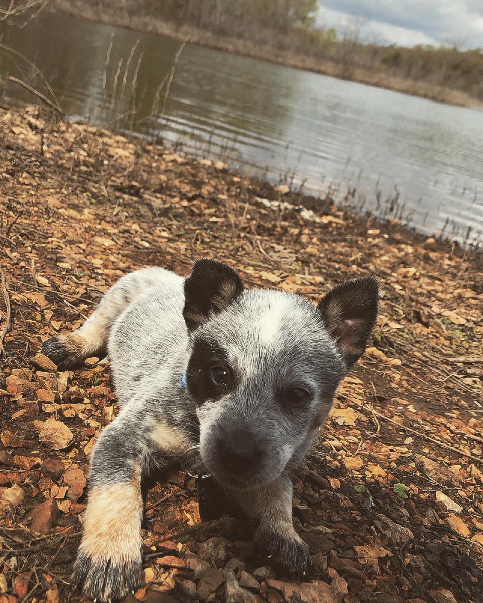 JacklynMerr's tweet image. Spamming Twitter with pictures of my new baby Creek🤩