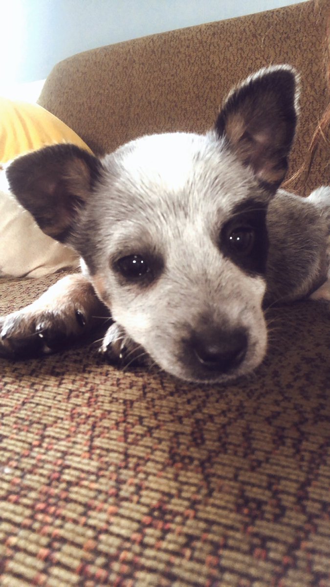 JacklynMerr's tweet image. Spamming Twitter with pictures of my new baby Creek🤩