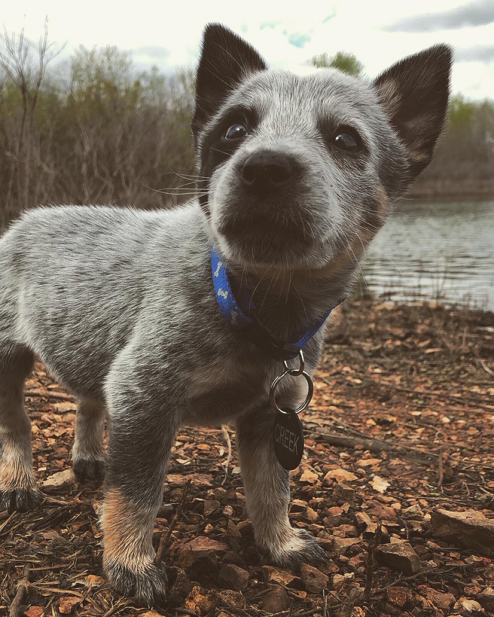 JacklynMerr's tweet image. Spamming Twitter with pictures of my new baby Creek🤩