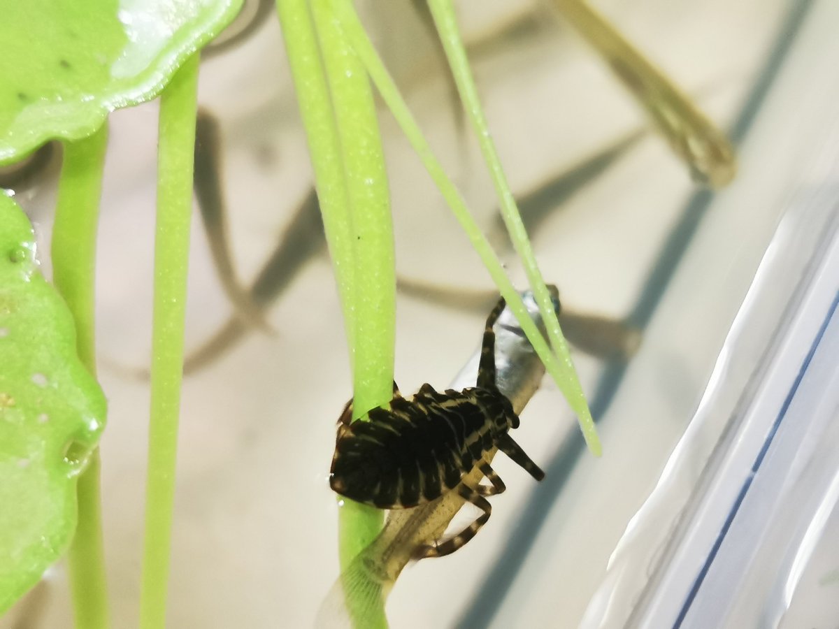 ゲンゴロウ飼育ブログ 一晩明けましたが新しい孵化はなかったようです 残った卵も目は透けていますが あまり期待できないでしょう 早速メダカ を食べているタガメ1令幼虫 普通は体の半分サイズとかもっと小さい餌を食べる所 いきなり体長より大きな餌を