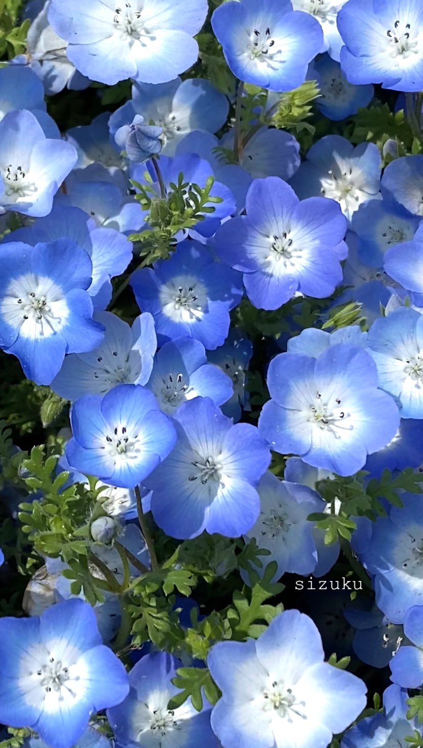 銀のしずく ハンドメイドアクセサリー ネモフィラの花言葉も素敵 どこでも成功 可憐 あなたを許す 公園で撮影したお気に入りにネモフィラの写真を見ながら作りました T Co Wzkl8af99p Twitter