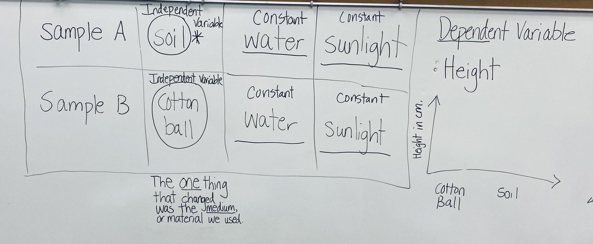 robinbishop62's tweet photo. Ss @besleopards are testing if Lima Beans will yield a greater height using  soil and water or cotton balls and water. Studying variables and testable experiments in BES Science Club. #BESDreamsbig #BESLimitless https://t.co/smKJAIxu8l