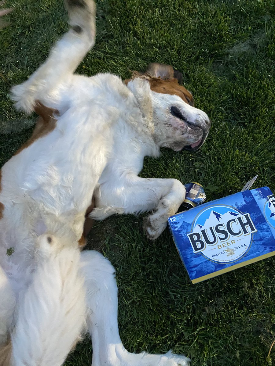 c1wenzel's tweet image. Gibson the Saint Bernard has always enjoyed a few cold Busch beers after mowing the lawn. Sometimes he even goes alittle to far.  He sure knows how to throw ‘em back. #BuschCTOcontest