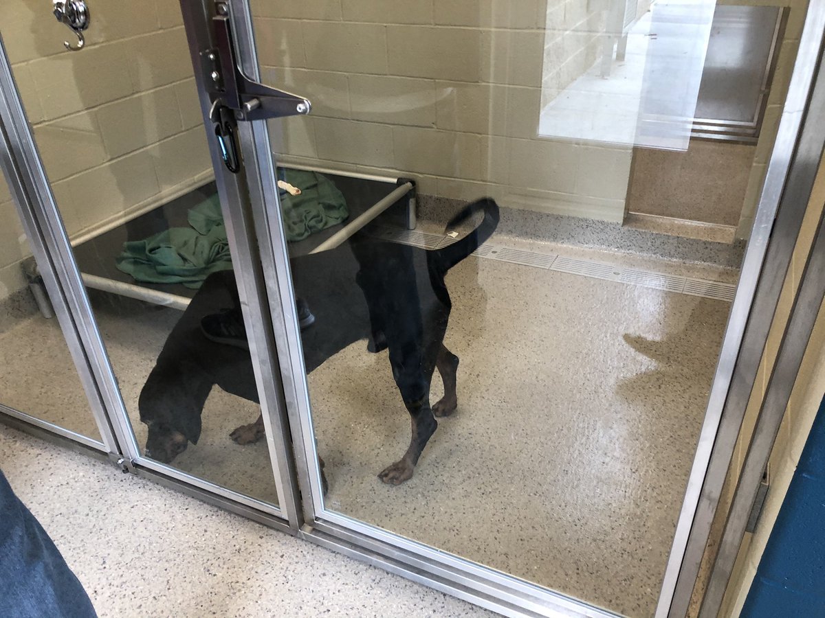 david_c_george's tweet photo. I volunteer at the Humane Society of Hamilton County.  I had the volunteer tour of the new building today.  They will begin taking new volunteers in mid May.  Stop by or give them a call if you’re interested. https://t.co/heP8sfDUXR