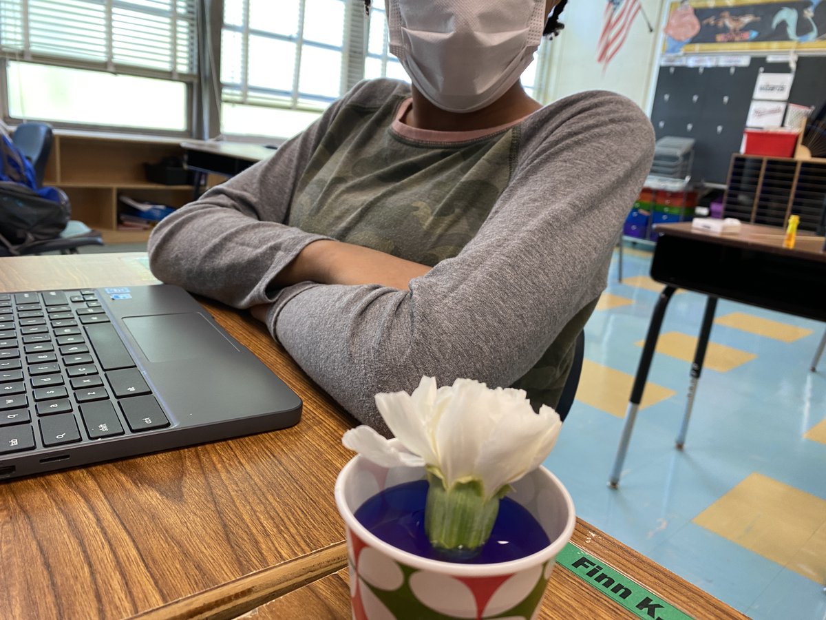 mr_frierson's tweet photo. Trying to dye flowers with the Hybrid class, let's see if it worked tomorrow. @callmeMsWren @natashamrubin1 @CHES_TAG @capitolheightse @ches3rd @MsKocis @MrsMcCoyTAG @MsEdwardsTAG #chesscience https://t.co/IHarnRkOdO
